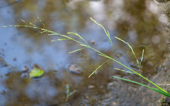 Glyceria notata