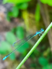 Aciagrion occidentale