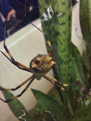 Argiope argentata