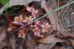 Brackenridgea arenaria