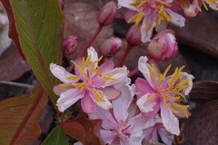 Brackenridgea arenaria
