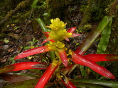 Guzmania