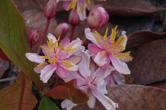 Brackenridgea arenaria