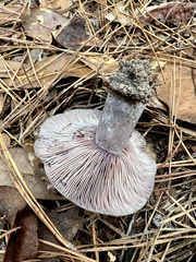 Lactarius paradoxus