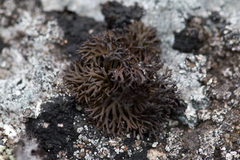 Cornicularia normoerica