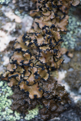 Umbilicaria polyrrhiza
