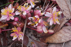 Brackenridgea arenaria
