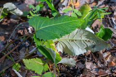 Saussurea controversa