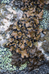 Umbilicaria polyrrhiza