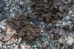 Umbilicaria torrefacta