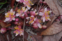 Brackenridgea arenaria