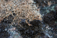 Umbilicaria torrefacta