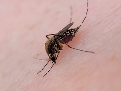 Aedes taeniorhynchus