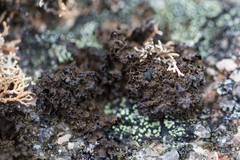 Umbilicaria torrefacta