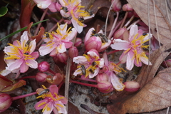 Brackenridgea arenaria