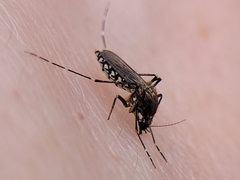 Aedes taeniorhynchus