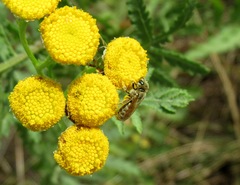 Seladonia