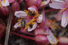 Brackenridgea arenaria