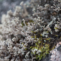 Stereocaulon vesuvianum