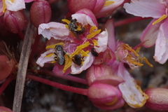 Brackenridgea arenaria