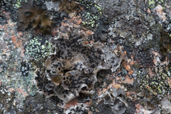 Umbilicaria torrefacta