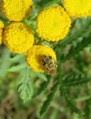 Seladonia