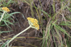 Helichrysum nudifolium
