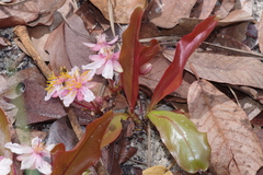 Brackenridgea arenaria