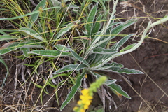 Helichrysum nudifolium