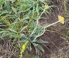 Helichrysum nudifolium