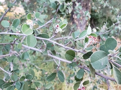 Malacomeles denticulata