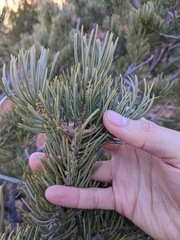 Pinus edulis