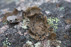 Umbilicaria torrefacta