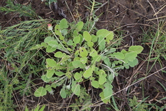 Arctotis arctotoides