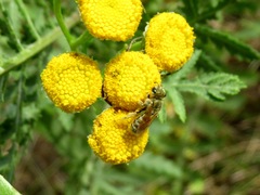 Seladonia