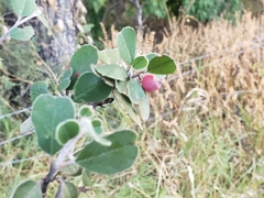 Malacomeles denticulata