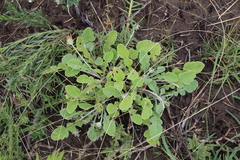 Arctotis arctotoides