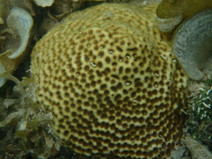 Leptastrea