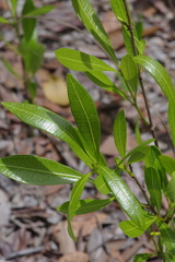Landolphia lanceolata