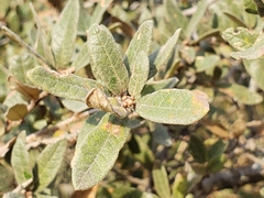 Quercus microphylla