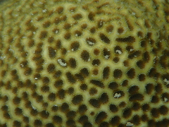 Leptastrea