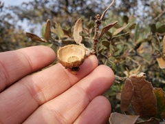 Quercus microphylla