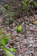Landolphia lanceolata