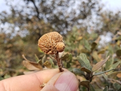 Quercus microphylla