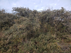 Quercus microphylla