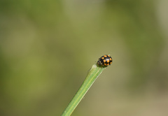 Coccinula quatuordecimpustulata