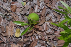 Landolphia lanceolata
