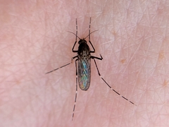 Aedes taeniorhynchus