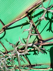 Passiflora tenuiloba