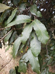 Quercus castanea